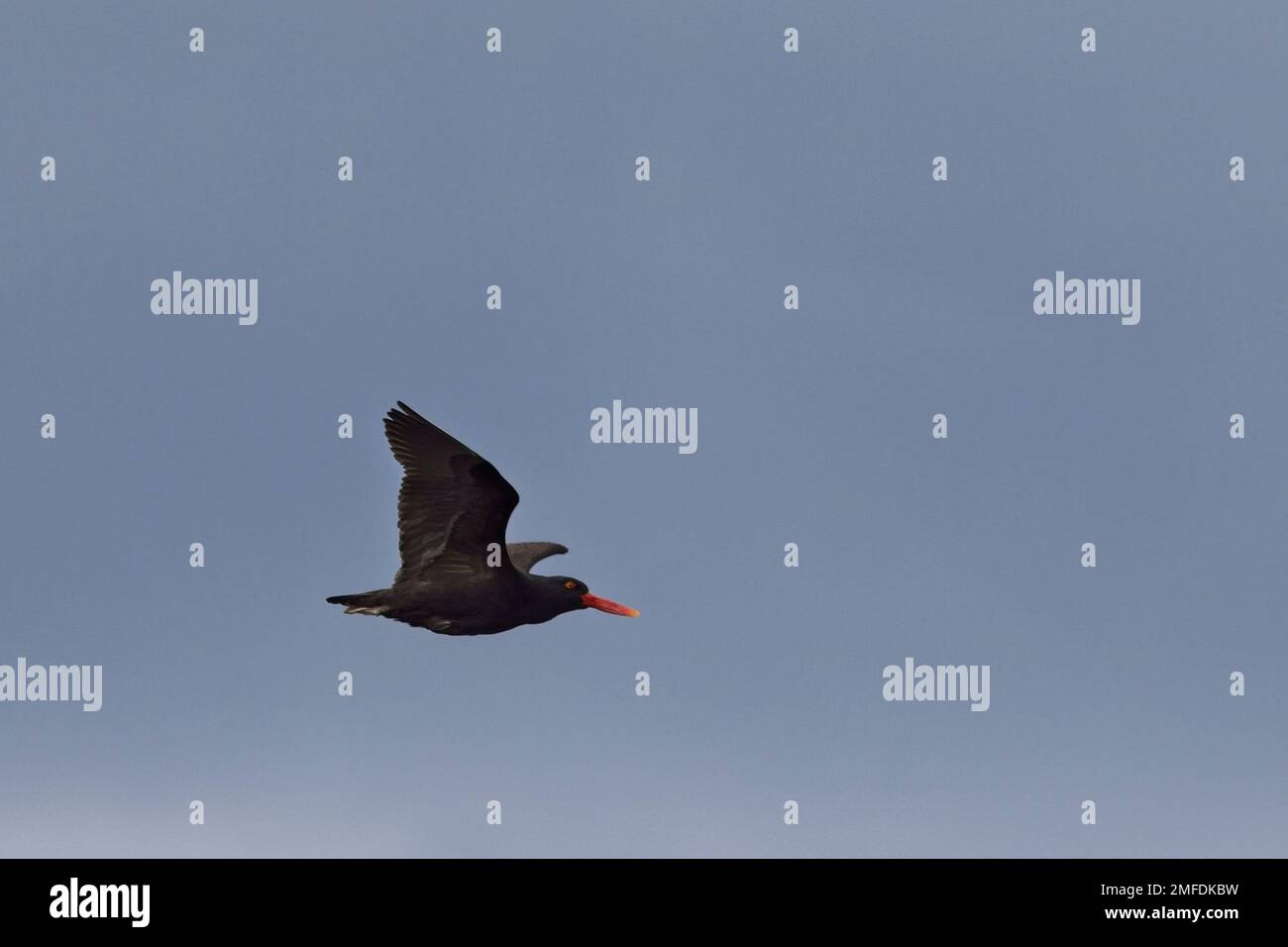 Blackish Oystercatcher (Haematopus ater), adult in flight, Tierra del Fuego, Patagonia, Argentina. Stock Photo