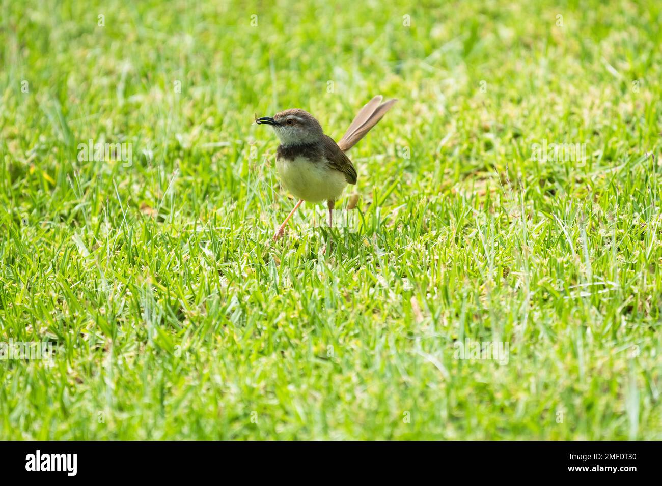 Black chested prinia (Prinia flavicans) female bird closeup in breeding plumage with an insect in her beak while foraging in grass in South Africa Stock Photo