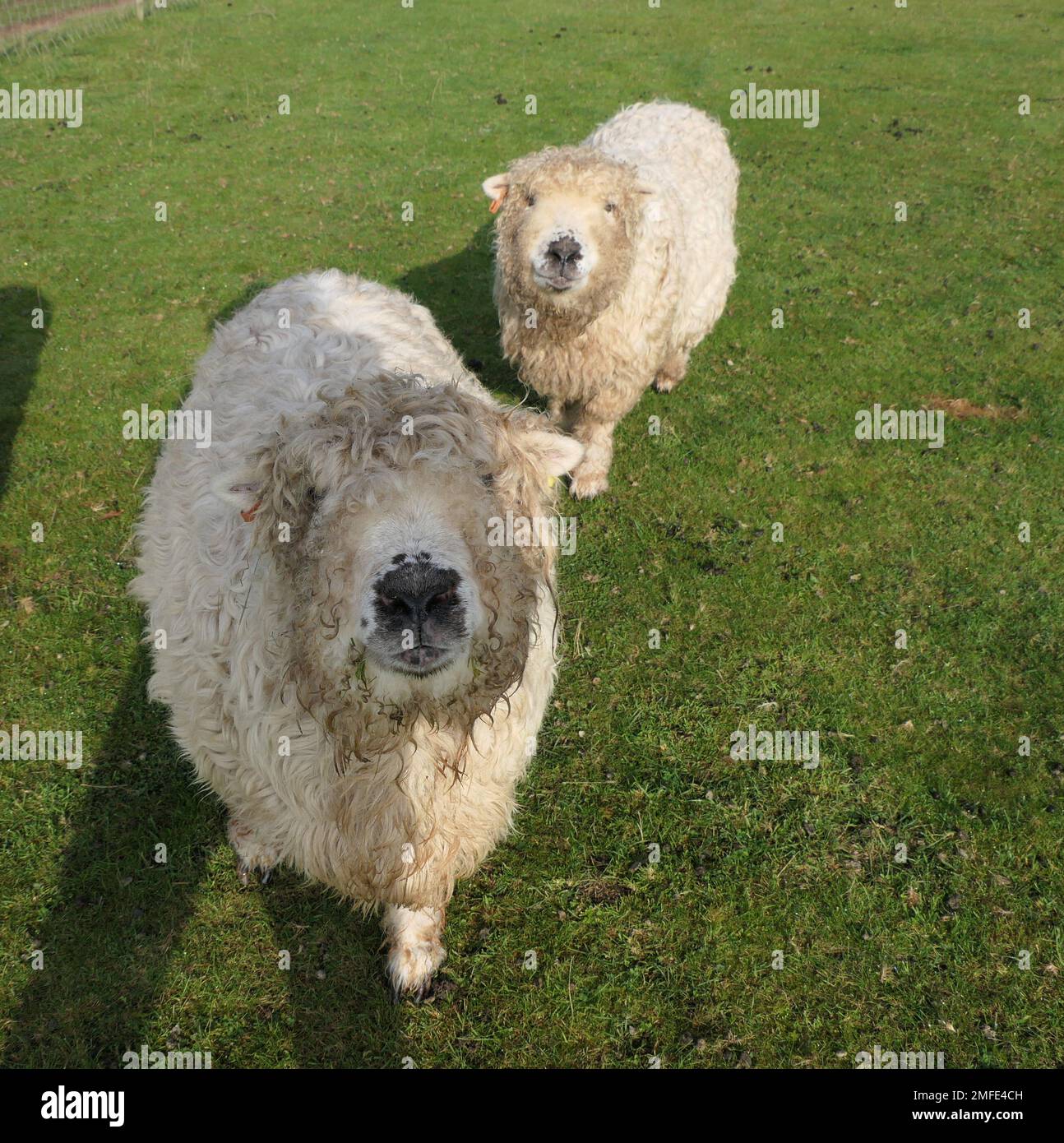 Shot of two sheep, both looking to camera, photographed in the UK at the alpaca farm Stock Photo