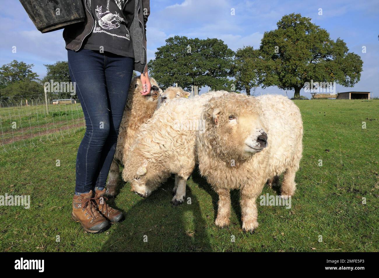 Alpacas and sheep hi-res stock photography and images - Alamy