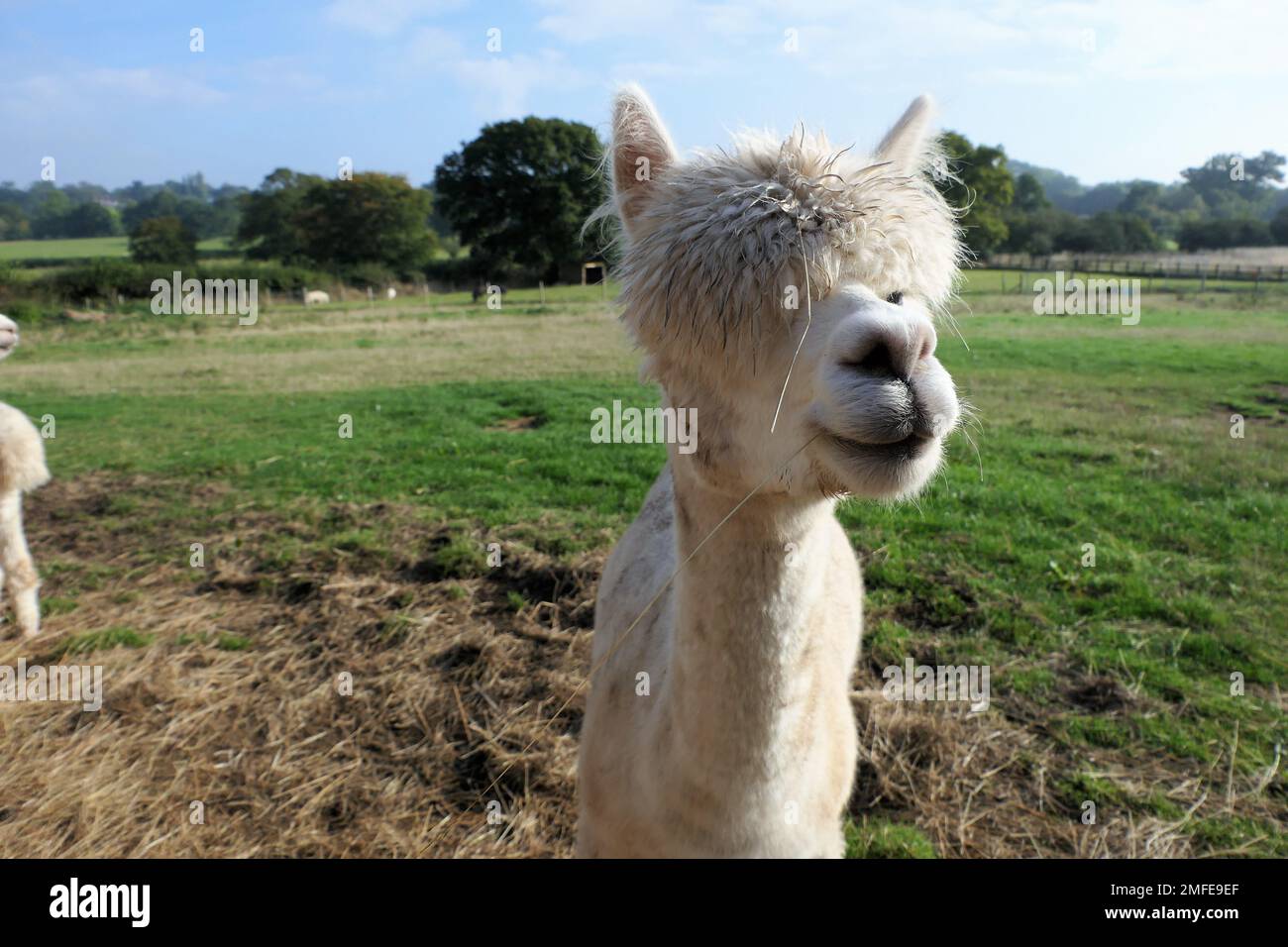 alpaca farm Stock Photo