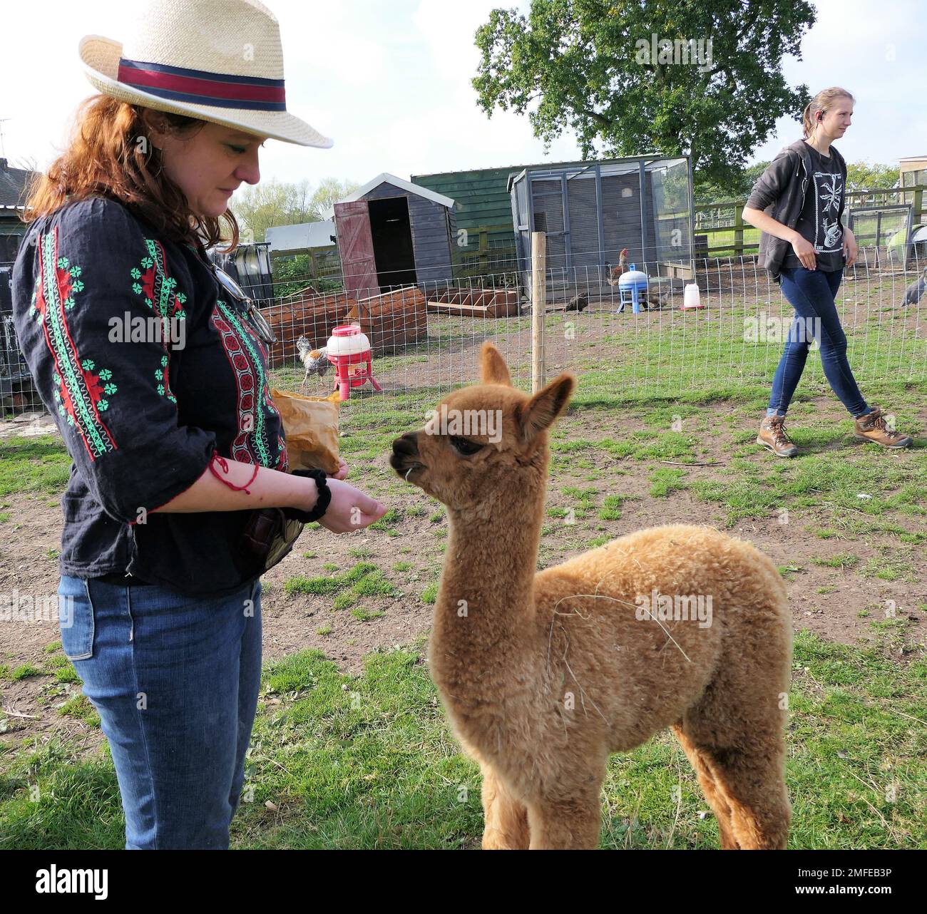 Girl feeding baby alpaca hi-res stock photography and images - Alamy