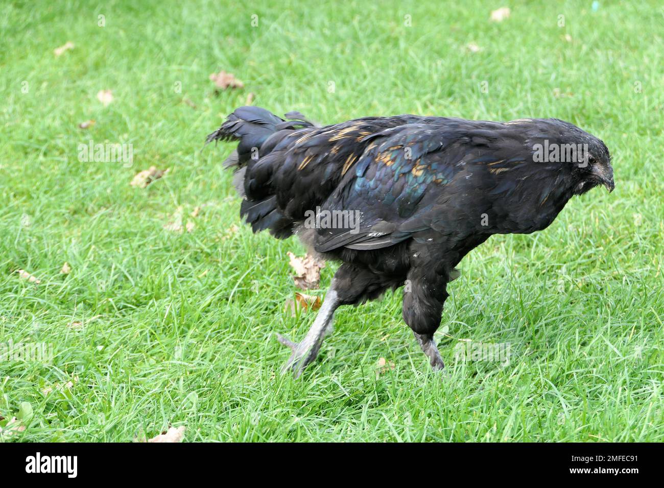 Alpaca therapy animal hi-res stock photography and images - Alamy