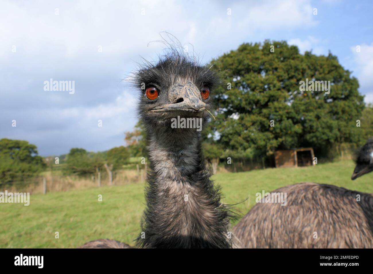 alpaca farm, emus Stock Photo