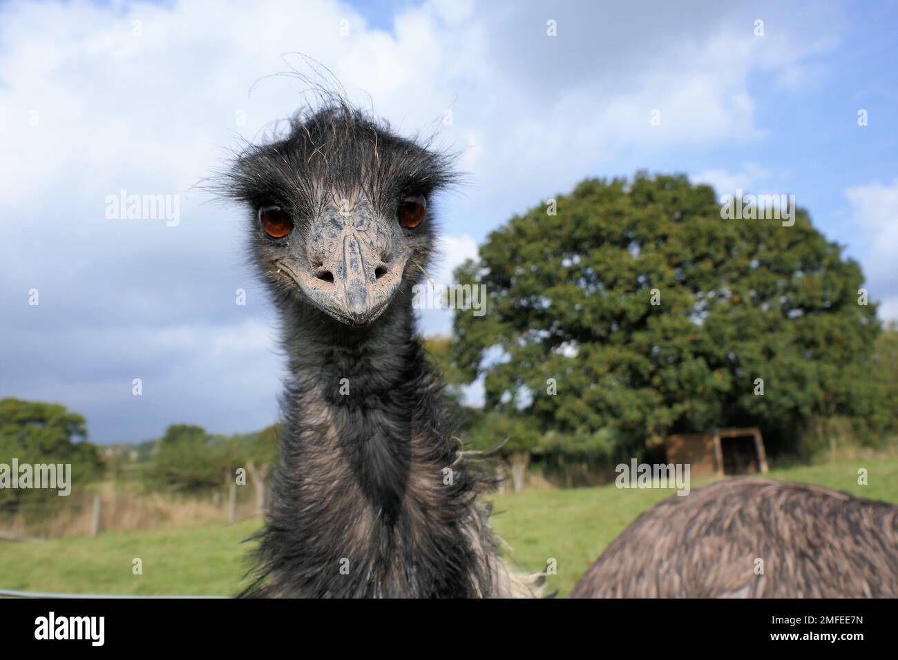 alpaca farm, emus Stock Photo