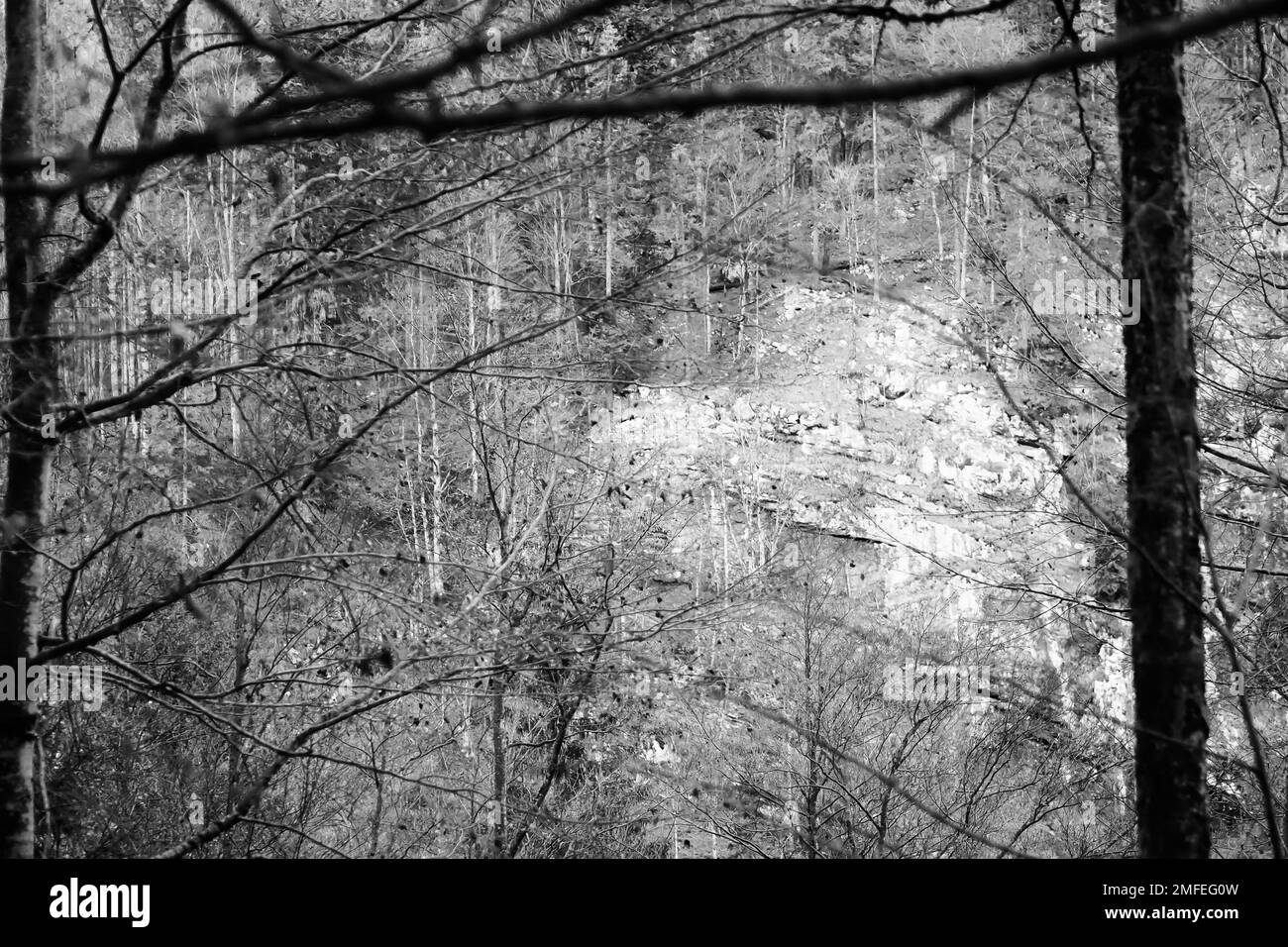White forest Black and White Stock Photos & Images - Alamy