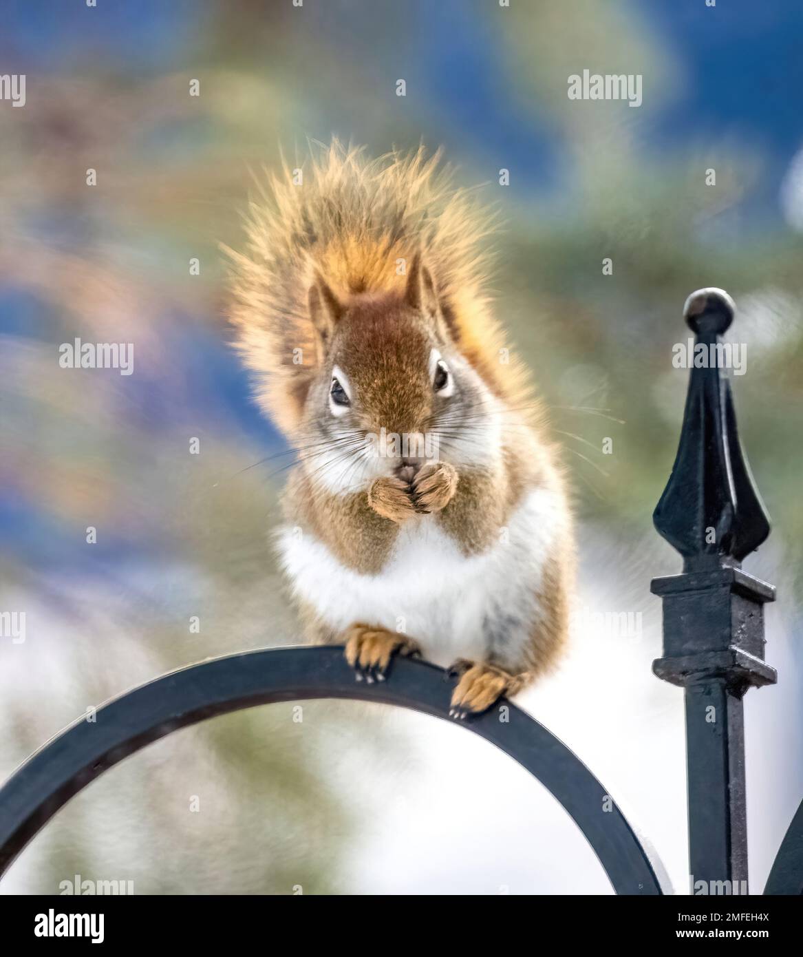 Red squirrel standing on top of a shepherd's hook while eating a nut