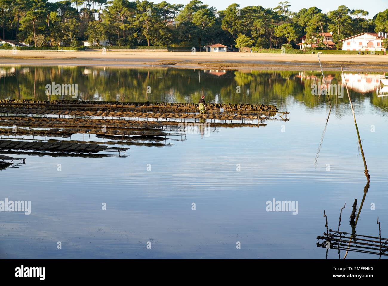 oyster farmer installed in the canal of lake hossegor Stock Photo