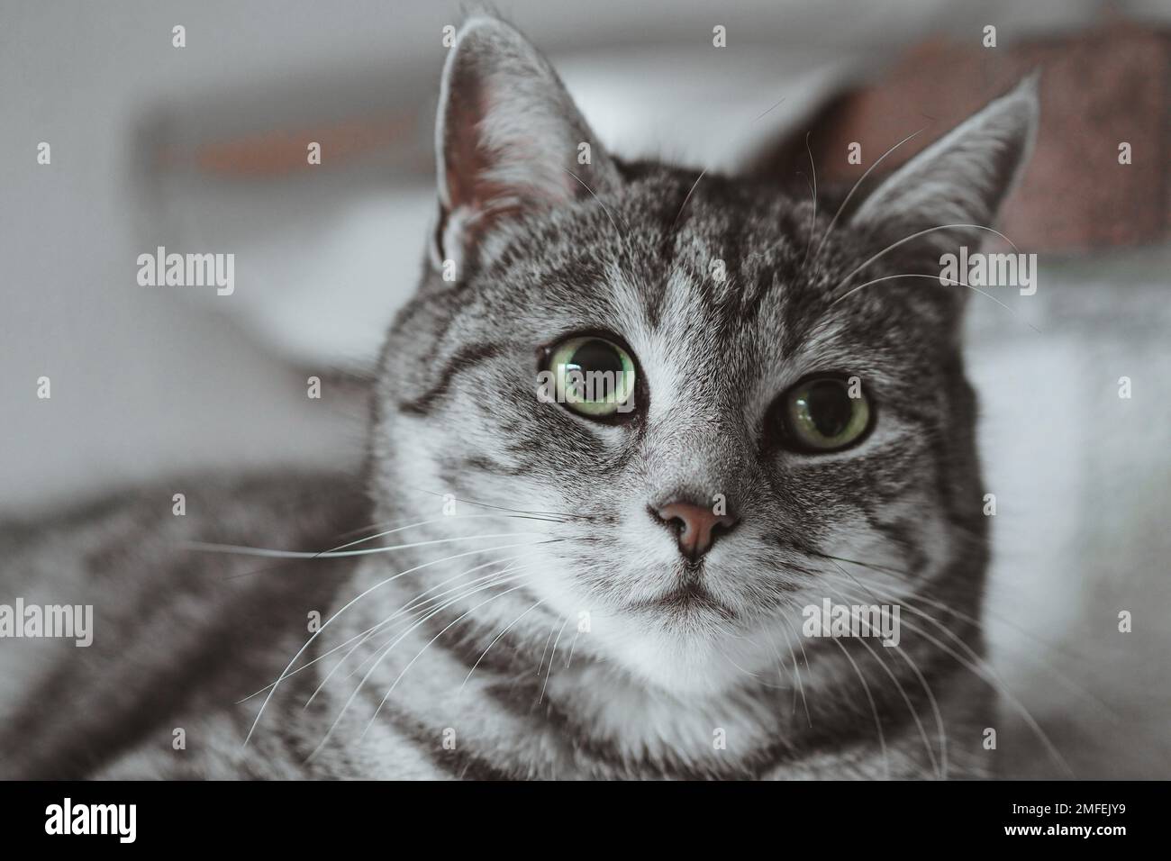 A portrait of a cute tabby cat Stock Photo - Alamy