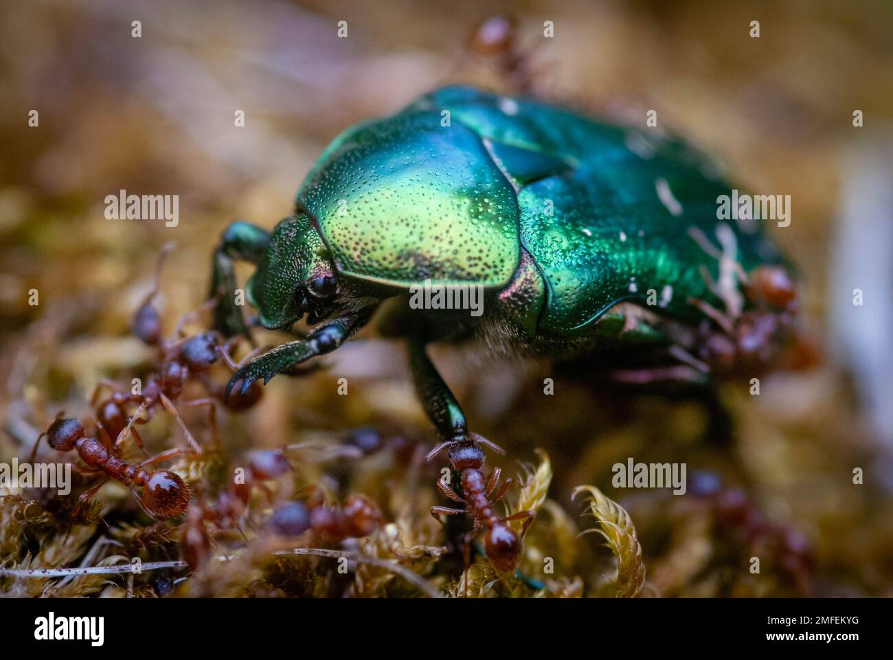 Macro photo of a green rose chafer fighting for his life with fire ants ...