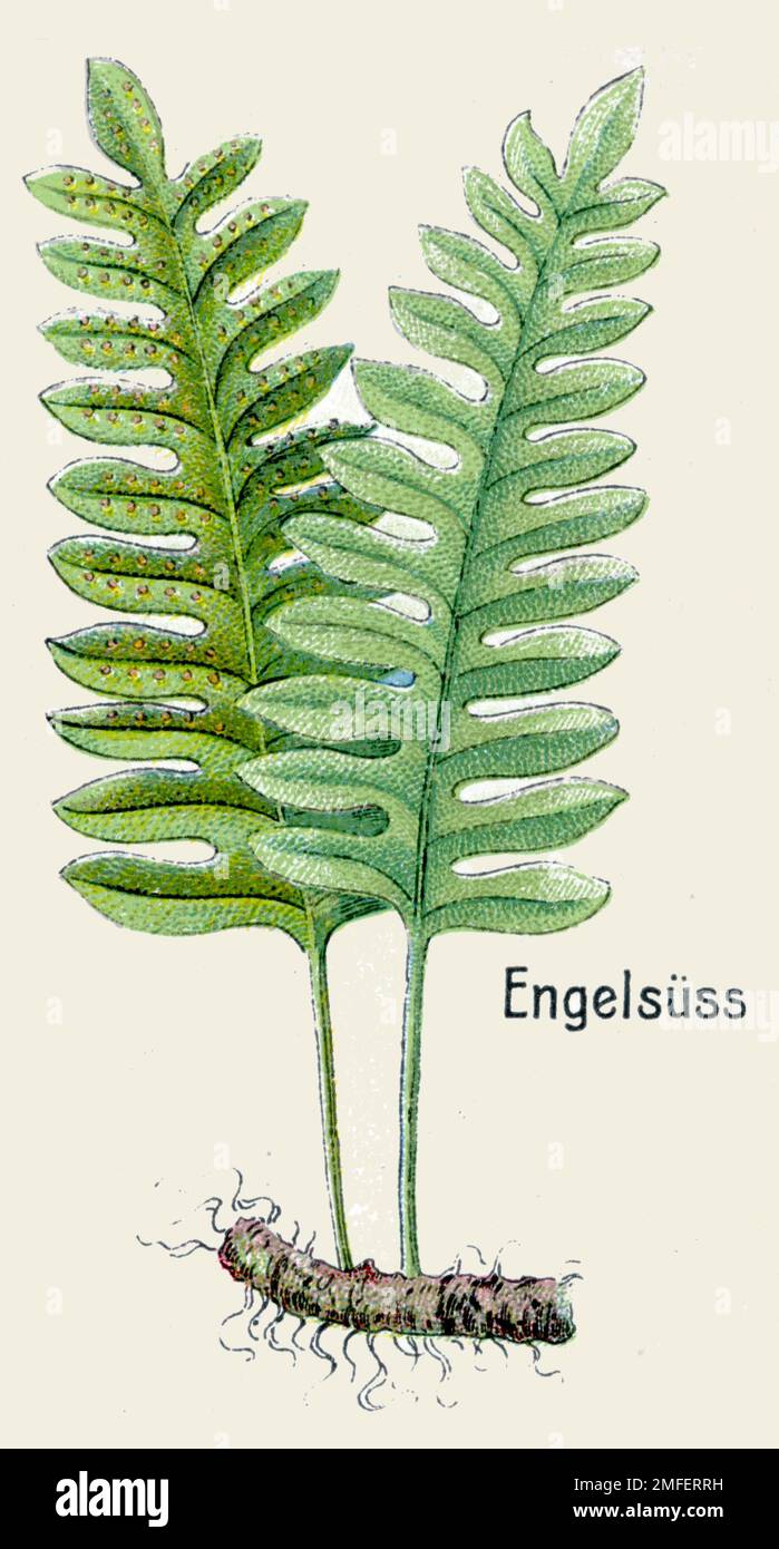 polypody Polypodium vulgare,  (botany book, 1908), Tüpfelfarn Stock Photo