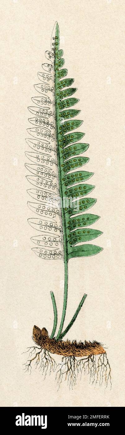 polypody Polypodium vulgare,  (botany book, 1879), Tüpfelfarn Stock Photo