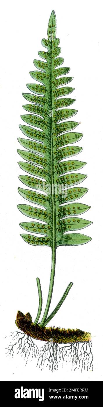 polypody Polypodium vulgare,  (botany book, 1909), Tüpfelfarn Stock Photo
