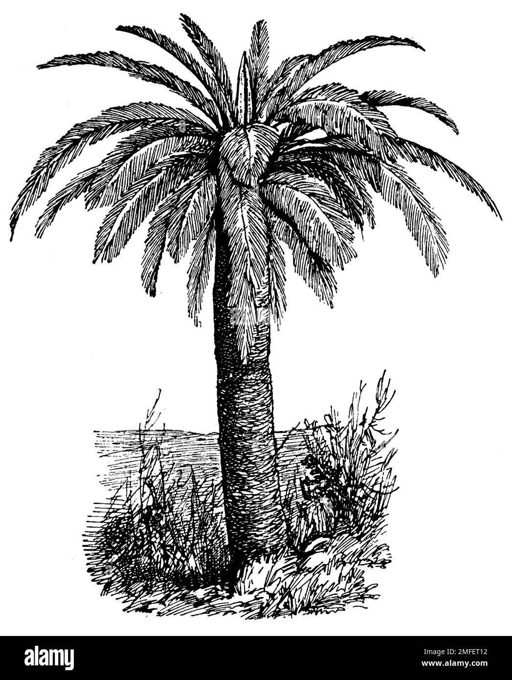 sago palm, Cycas revoluta, anonym (botany book, 1909), Japanischer ...