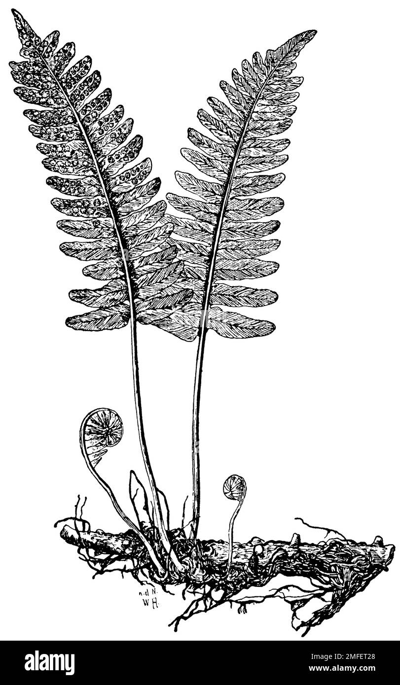 polypody, Polypodium vulgare, W[alter] H[eubach] (botany book, 1909), Tüpfelfarn, Polypode Stock Photo