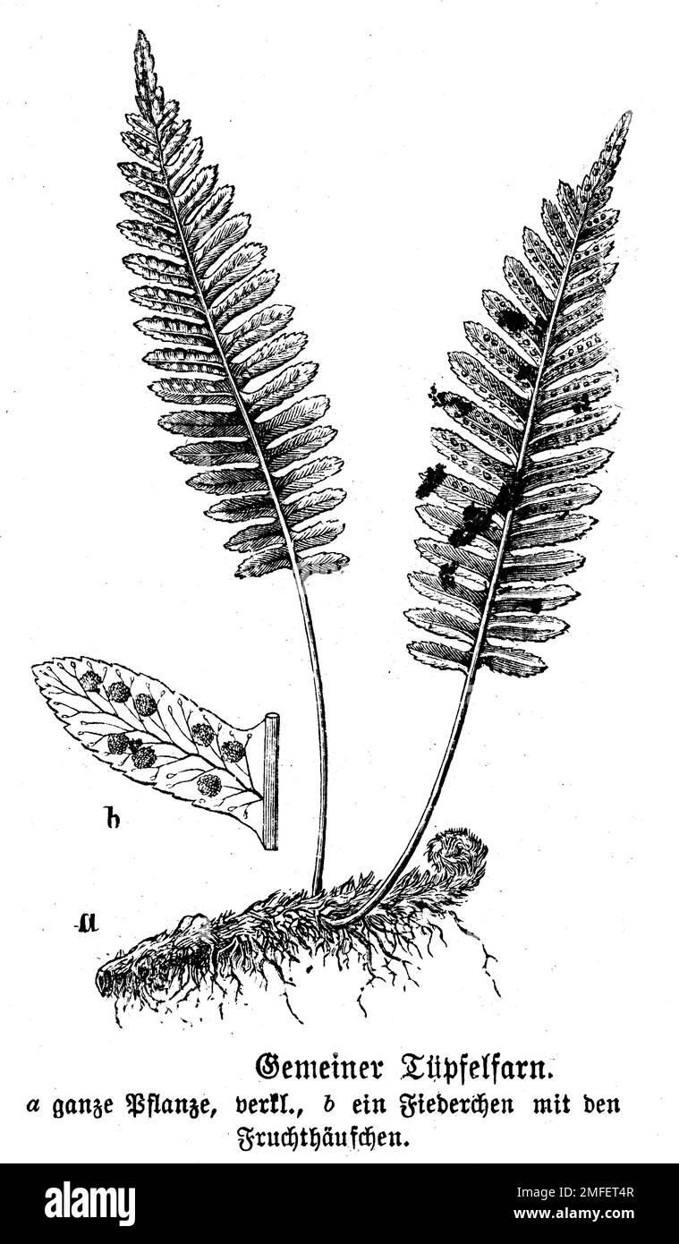 polypody, Polypodium vulgare, anonym (biology book, 1898), Tüpfelfarn, Polypode Stock Photo