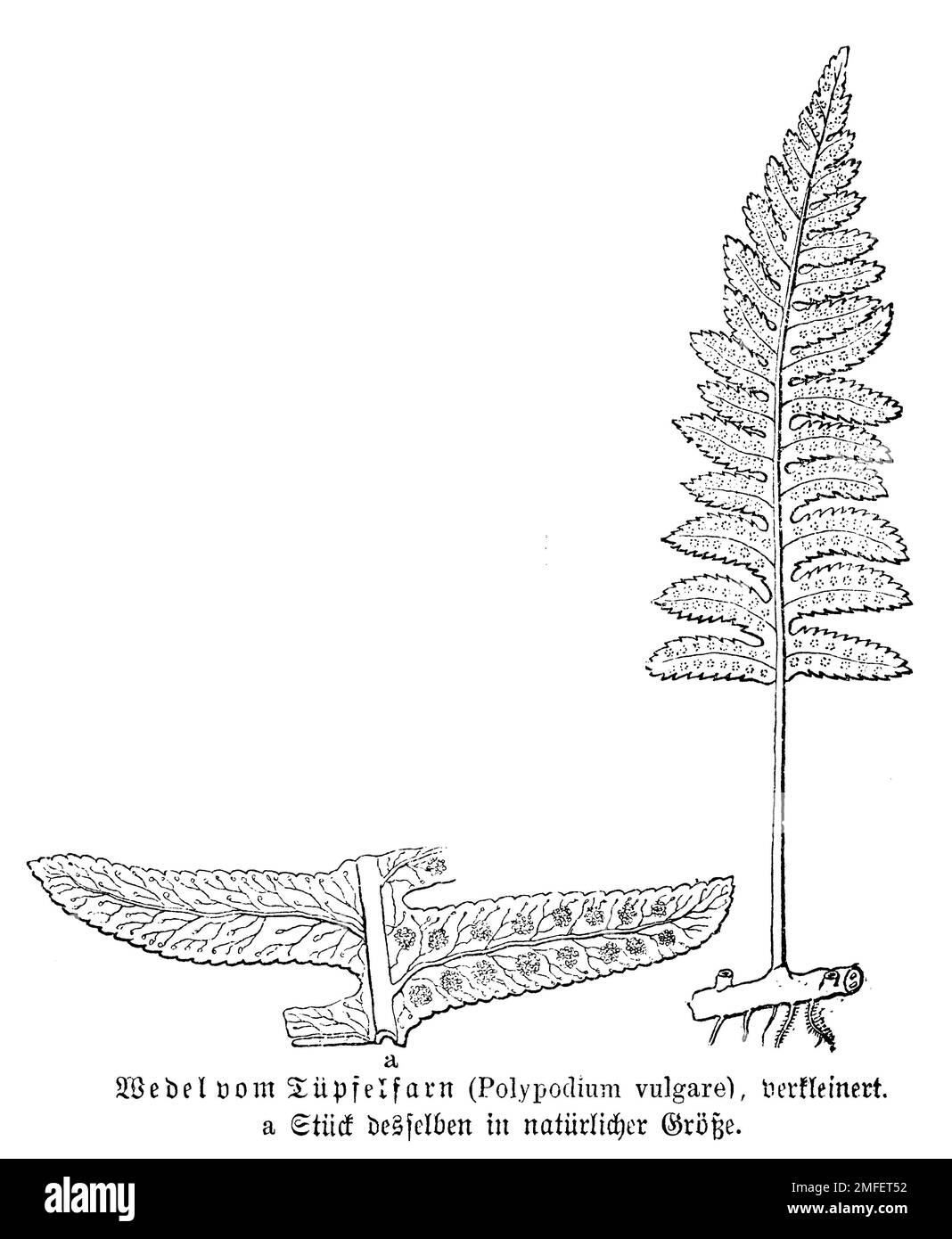 polypody, Polypodium vulgare, anonym (biology book, 1880), Tüpfelfarn, Polypode Stock Photo
