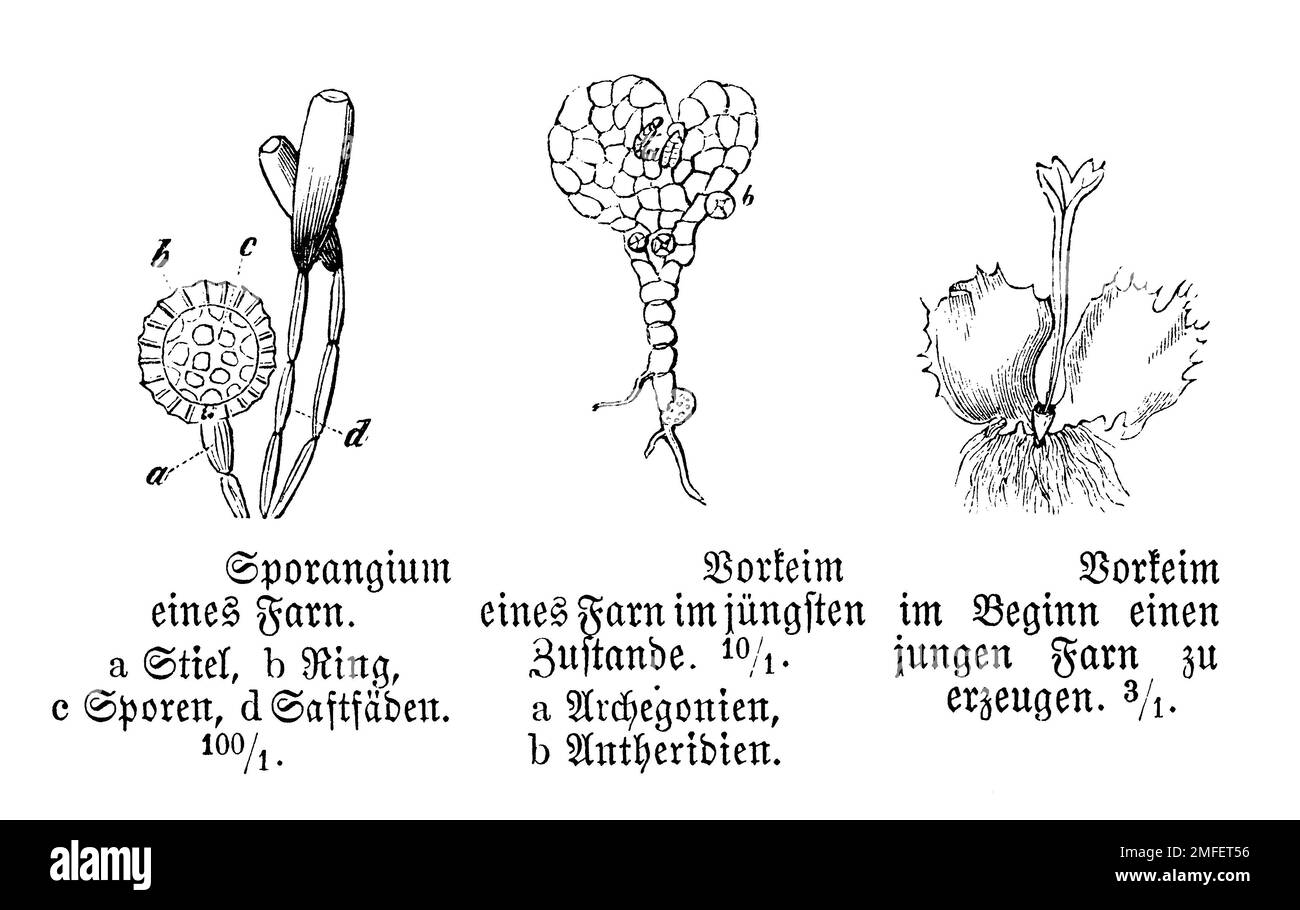 polypody, sporangium and pro-germ, Polypodium vulgare, anonym (biology book, 1893), Tüpfelfarn, Sporangium und Vorkeim, Polypode, sporange et pro-germe Stock Photo