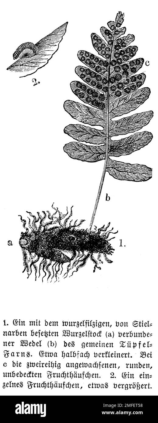 polypody, Polypodium vulgare, anonym (botany book, 1880), Tüpfelfarn, Polypode Stock Photo