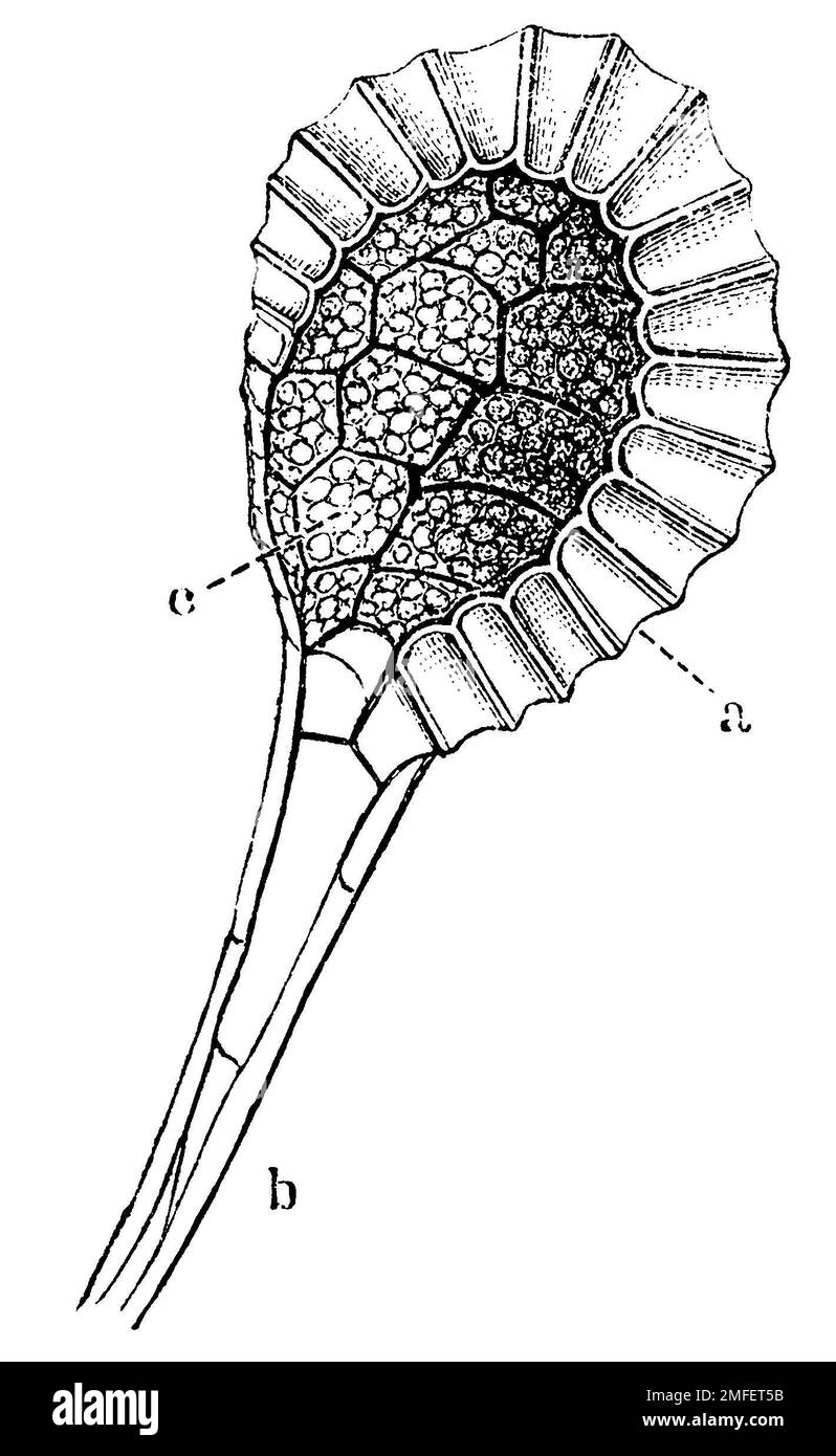 polypody, spore capsule, Polypodium vulgare, anonym (botany book, 1880), Tüpfelfarn, Sporenkapsel, Polypode, capsule de spores Stock Photo
