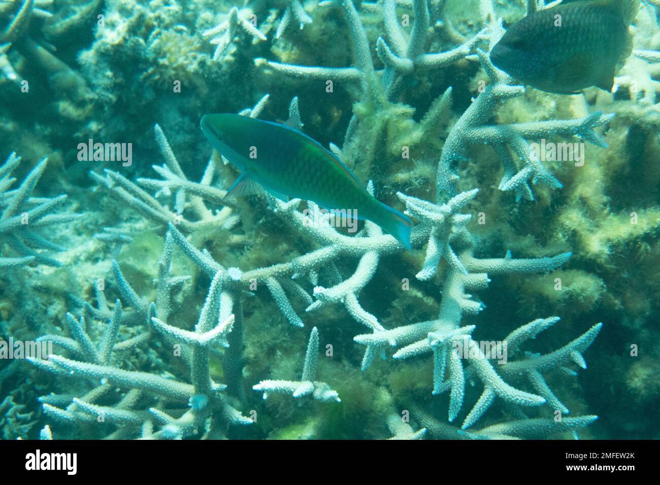 Underwater Scene With Coral Reef And Tropical Fish Stock Photo - Alamy