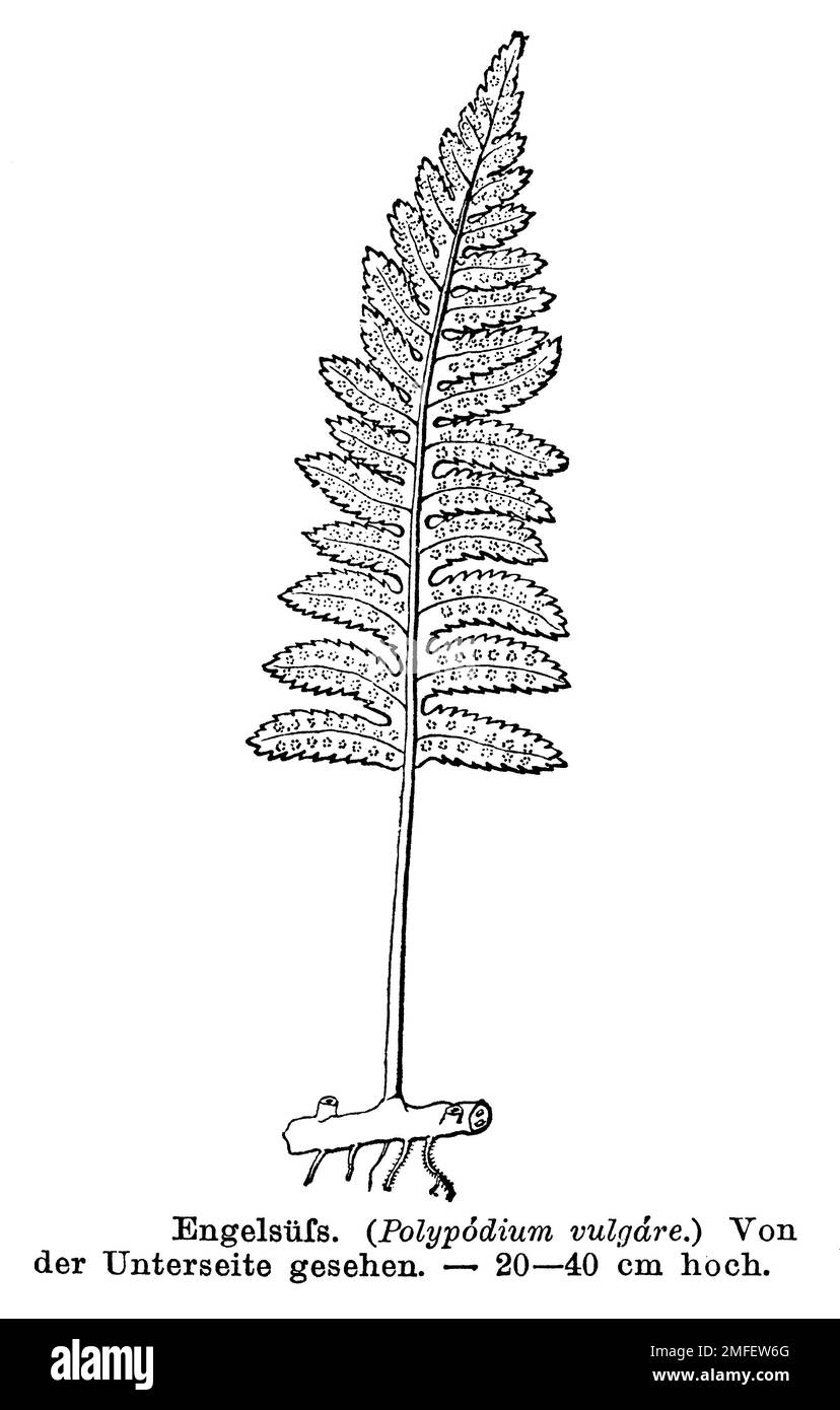 polypody, Polypodium vulgare, anonym (botany book, 1884), Tüpfelfarn, Polypode Stock Photo