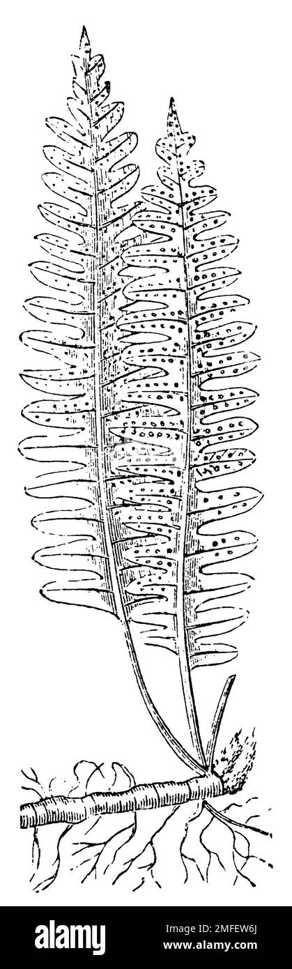 polypody, Polypodium vulgare, anonym (evolution history book, 1890), Tüpfelfarn, Polypode Stock Photo