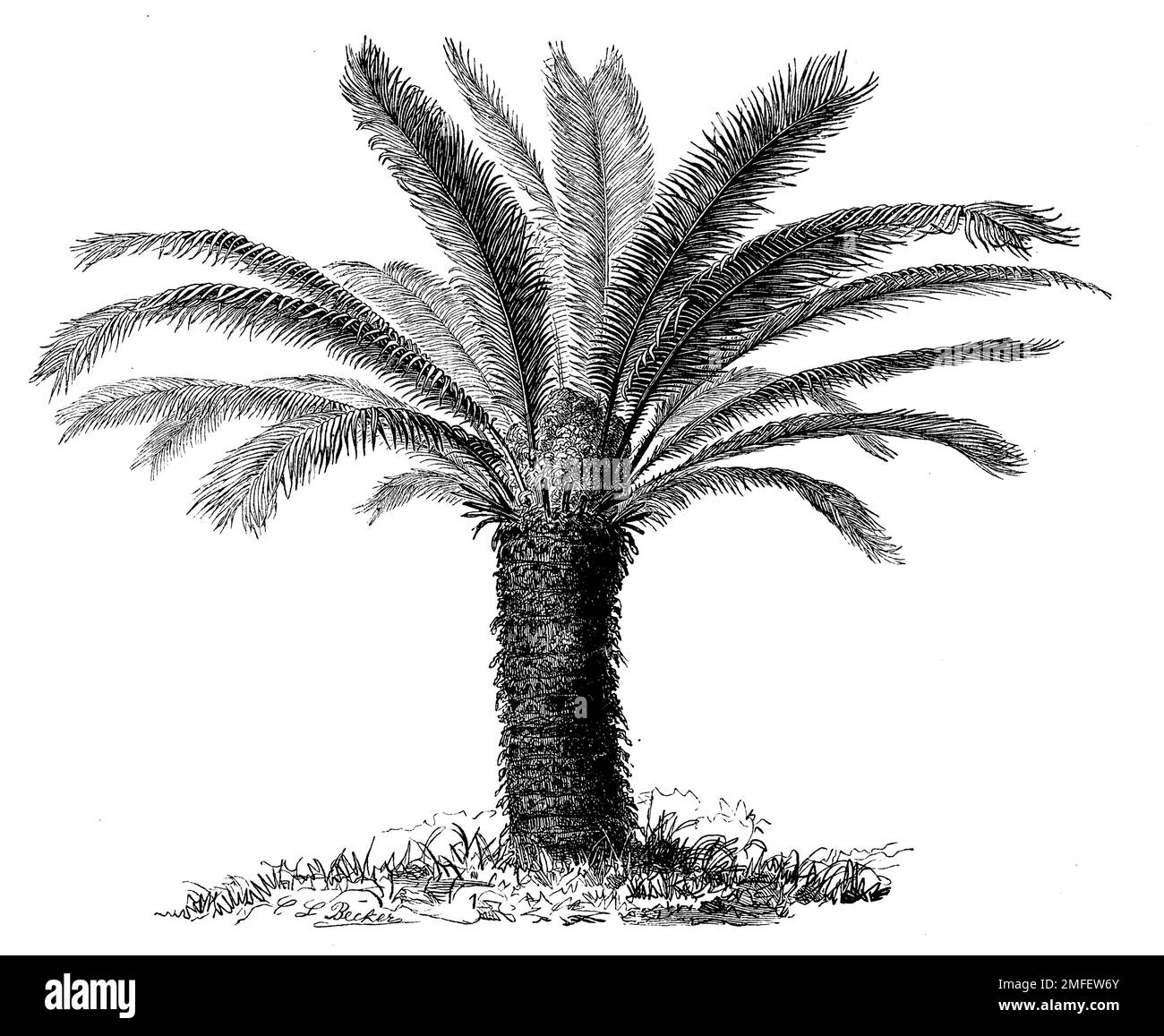 sago palm, Cycas revoluta,  (anthropology book, 1894), Japanischer Sagopalmfarn, sagoutier, sagou du Japon Stock Photo