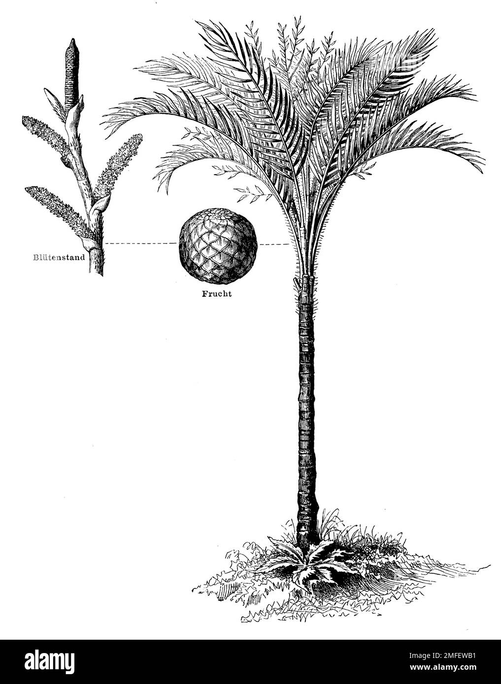 sago palm, Metroxylon sagu,  (encyclopedia, 1888), Sagopalme, sagoutier Stock Photo