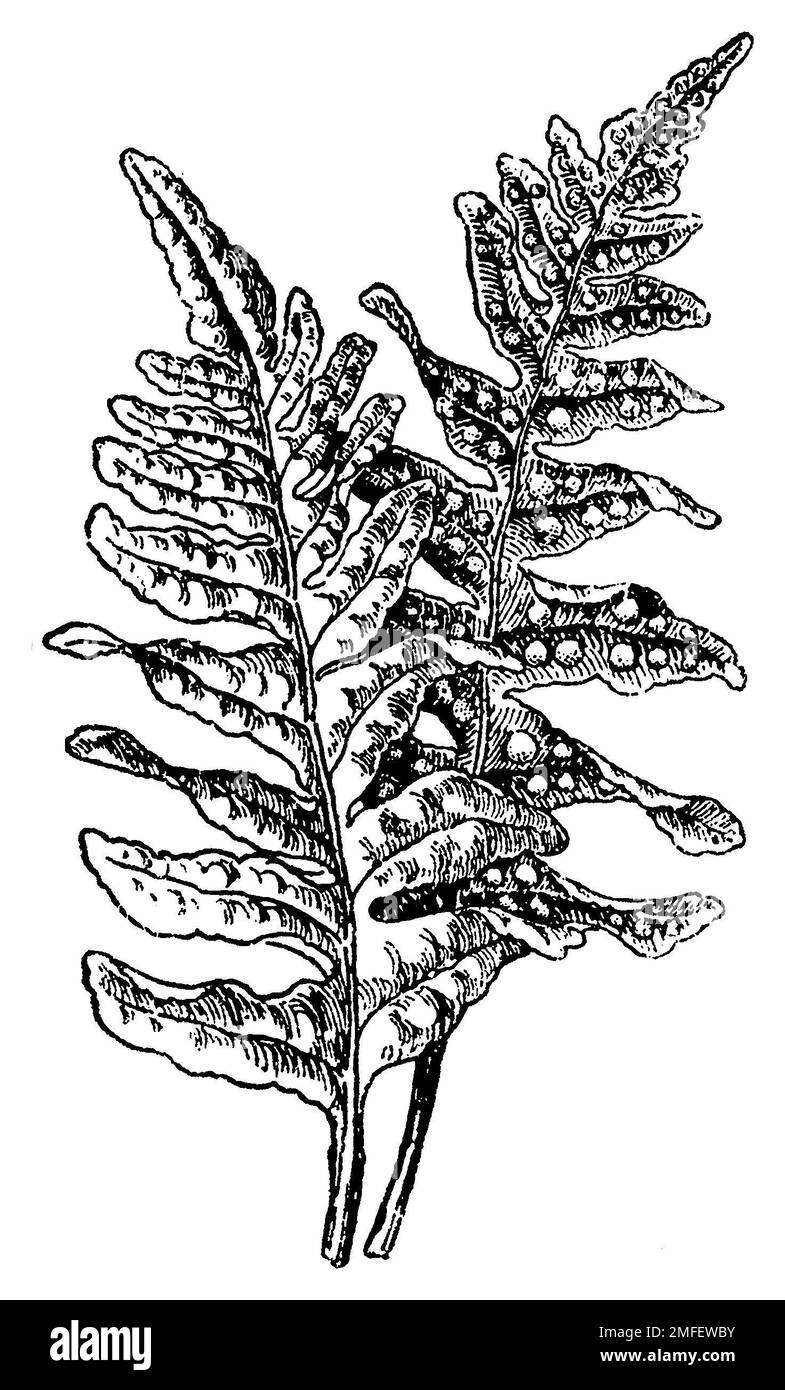 polypody, Polypodium vulgare,  (botany book, 1910), Tüpfelfarn, Polypode Stock Photo