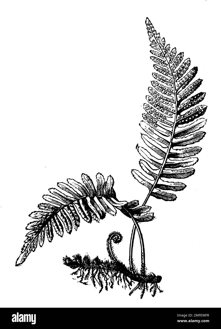 polypody, Polypodium vulgare, A.W. (botany book, 1910), Tüpfelfarn, Polypode Stock Photo