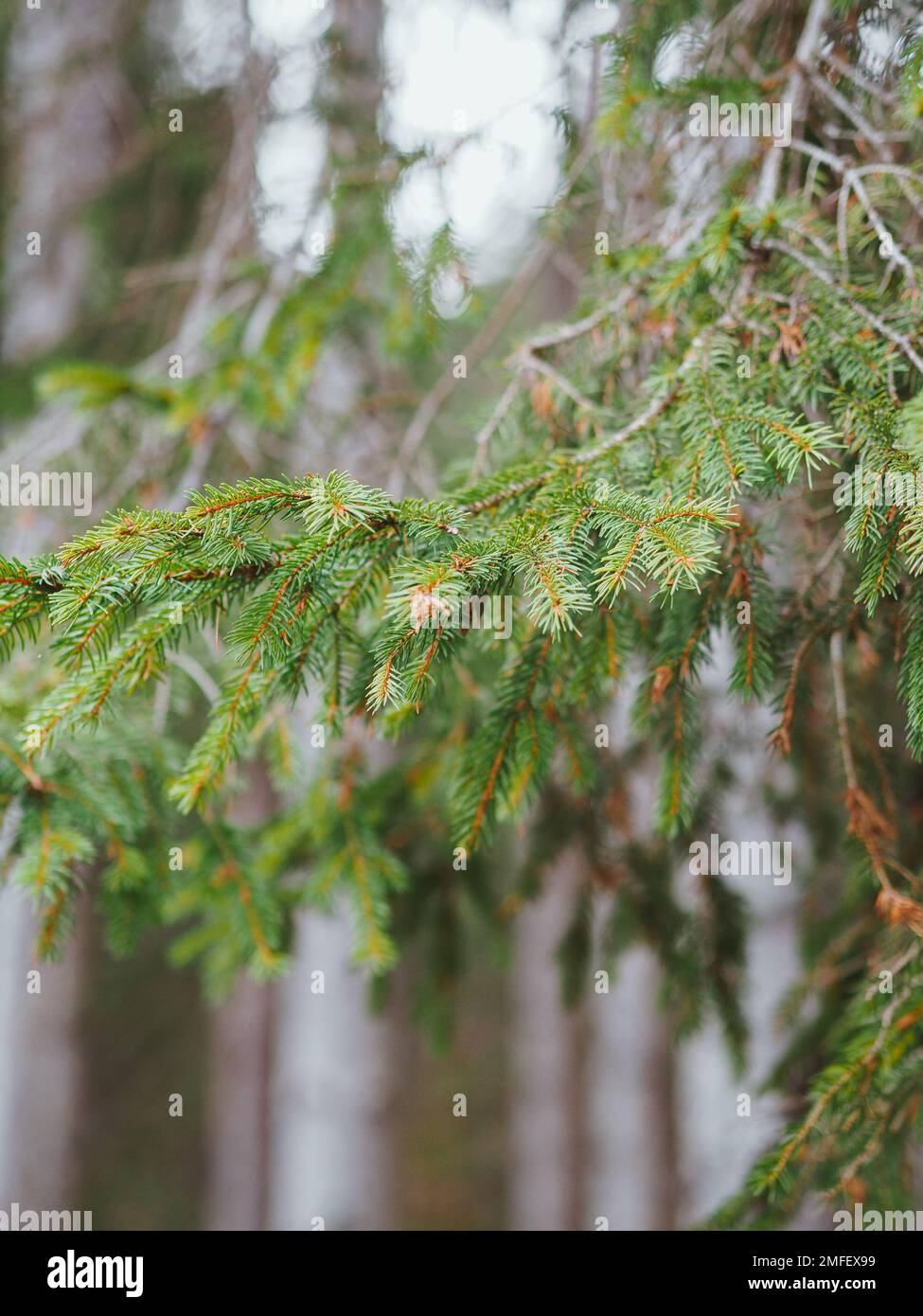 Vertical shot fir forest hi-res stock photography and images - Alamy
