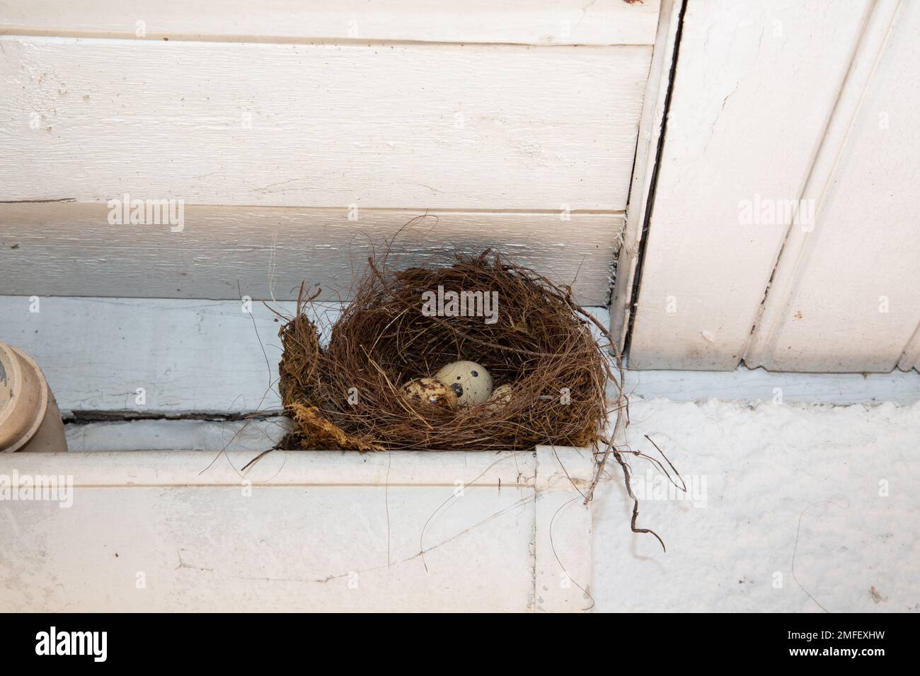 Nest in gutter hires stock photography and images Alamy