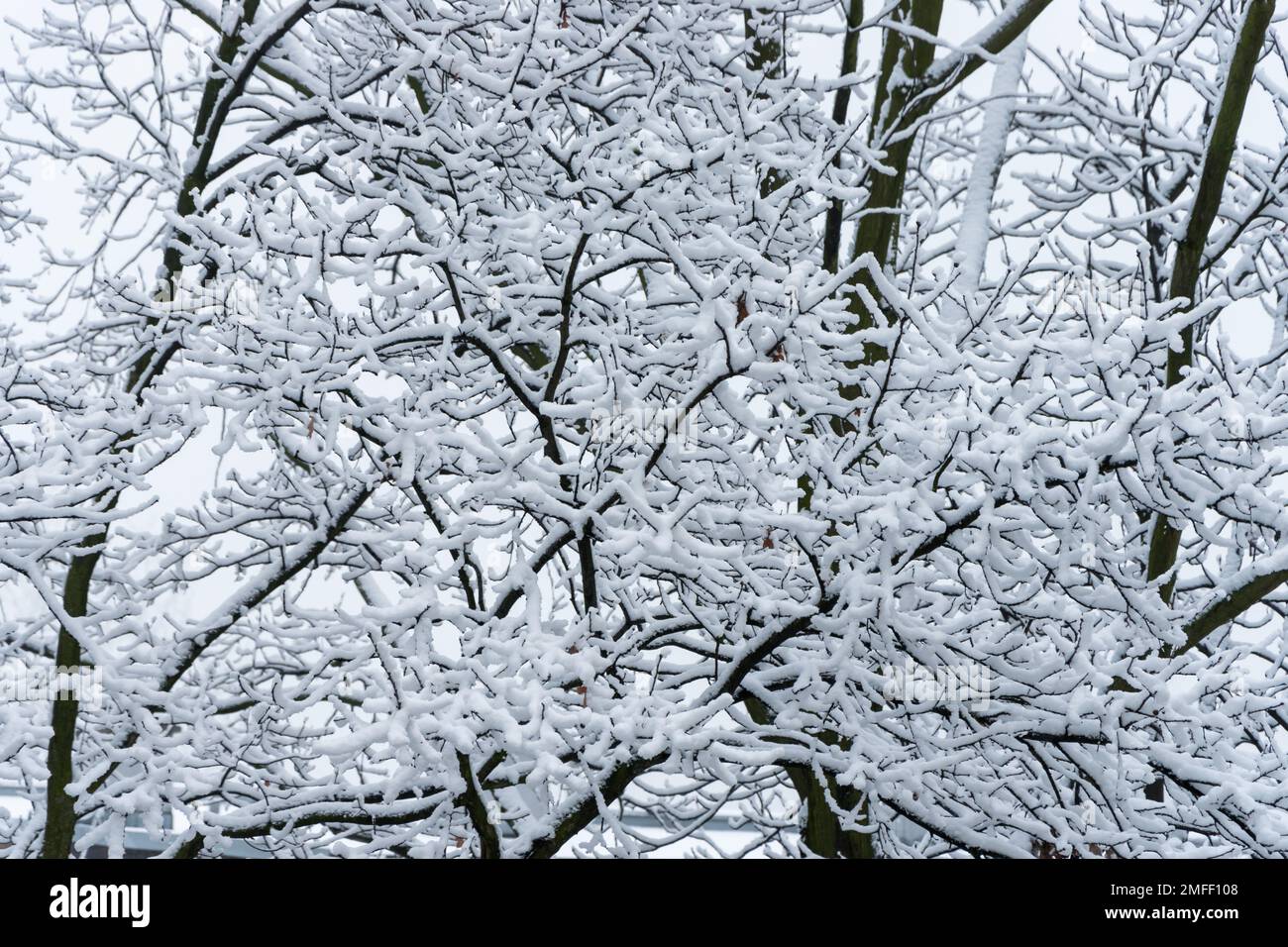 Leafless silhouette of the branches and boughs of the tree covered with ...