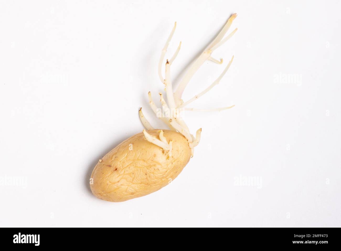 Potato Sprouting Roots germinating sprouted potato with curvy roots placed on table white ...
