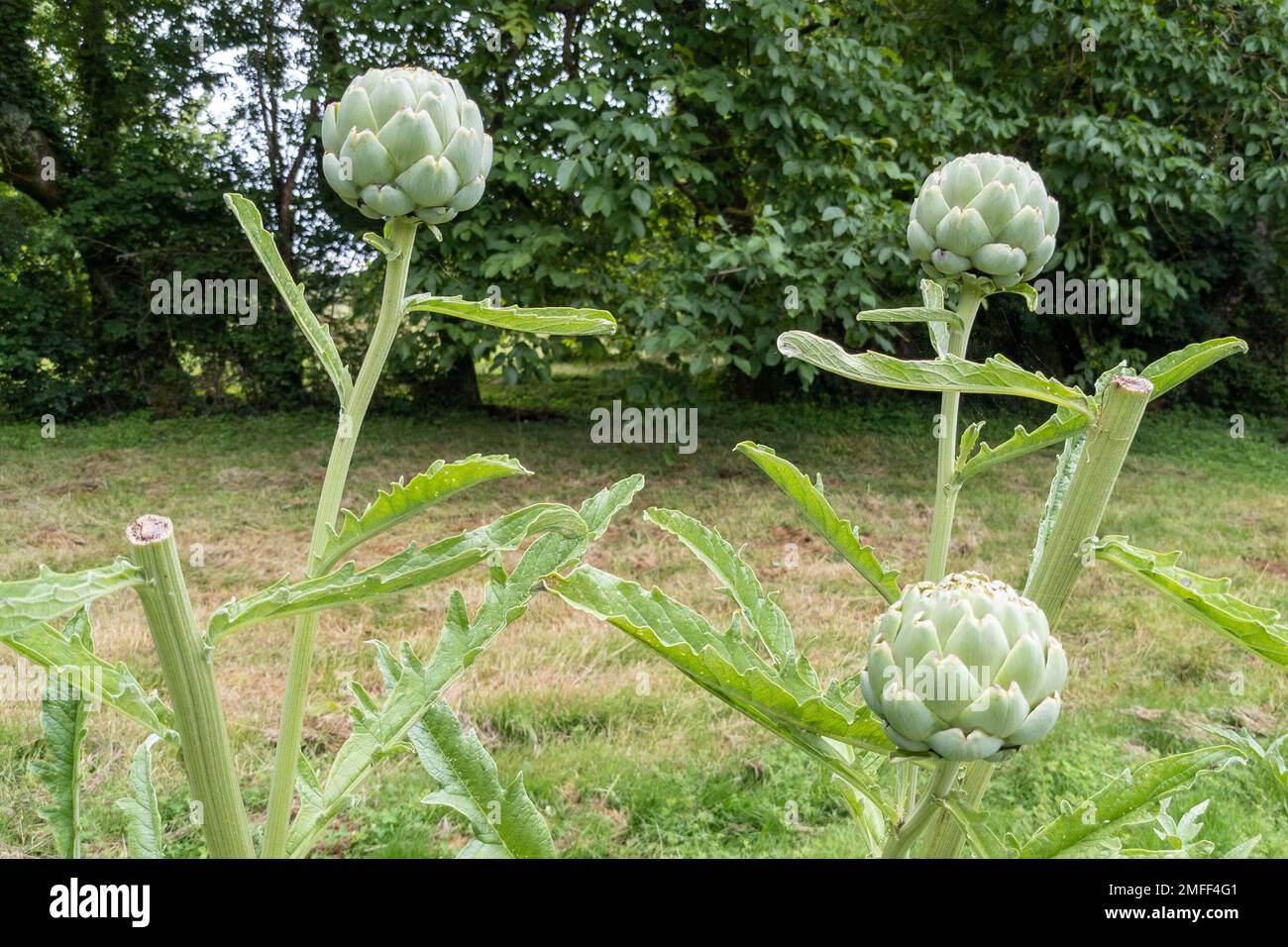 globe artichoke Cynara cardunculus scolymus green artichoke plants with