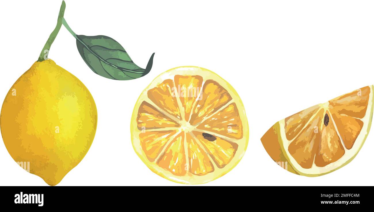 Vector Illustration Of Juicy Lemons Slices And Whole Bright Yellow