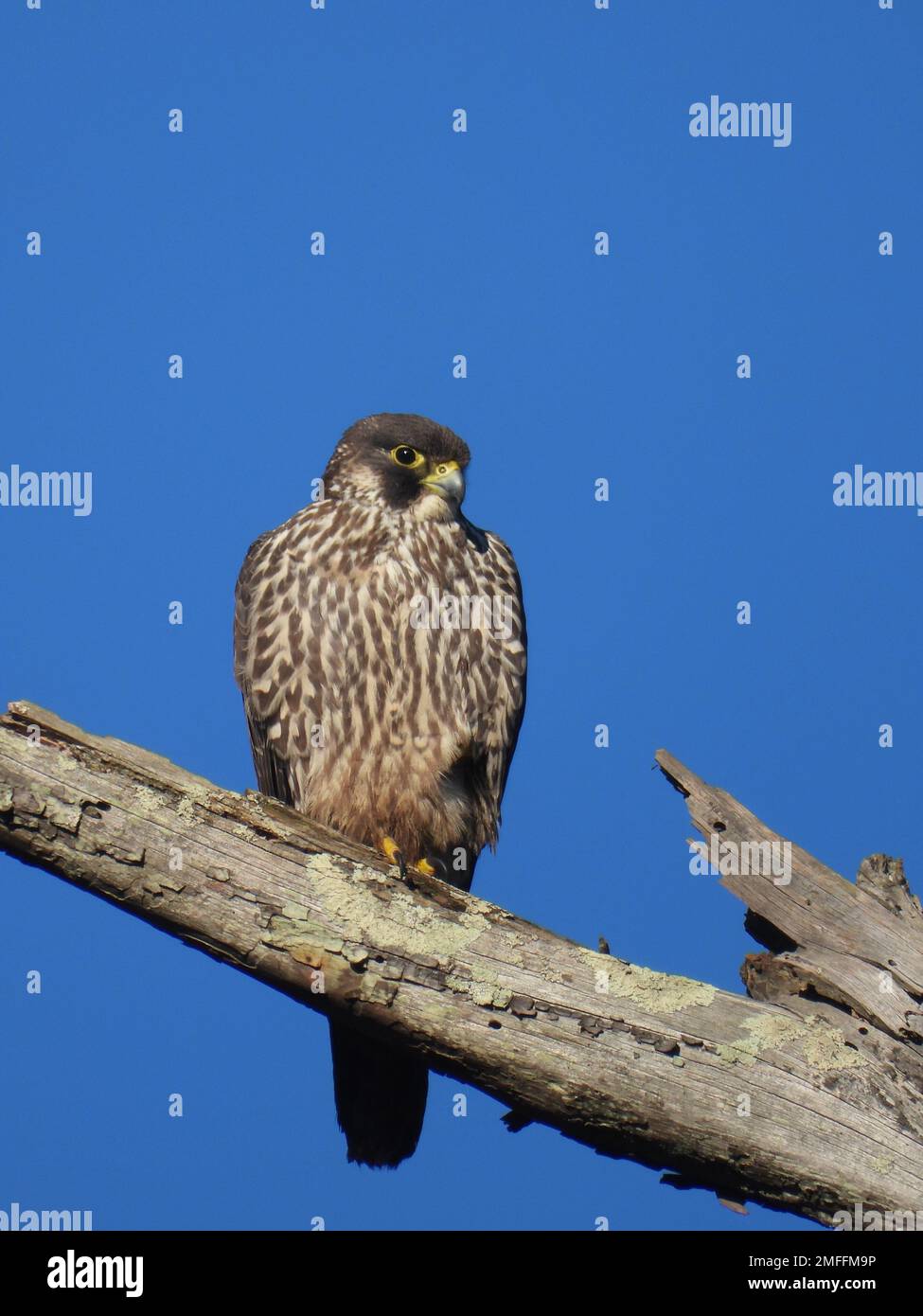 Falcon Colored Cream colored plumage hi-res stock photography and images - Alamy