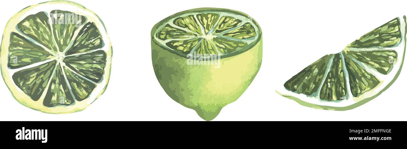 Vector illustration of juicy limes, slices and whole bright yellow ...