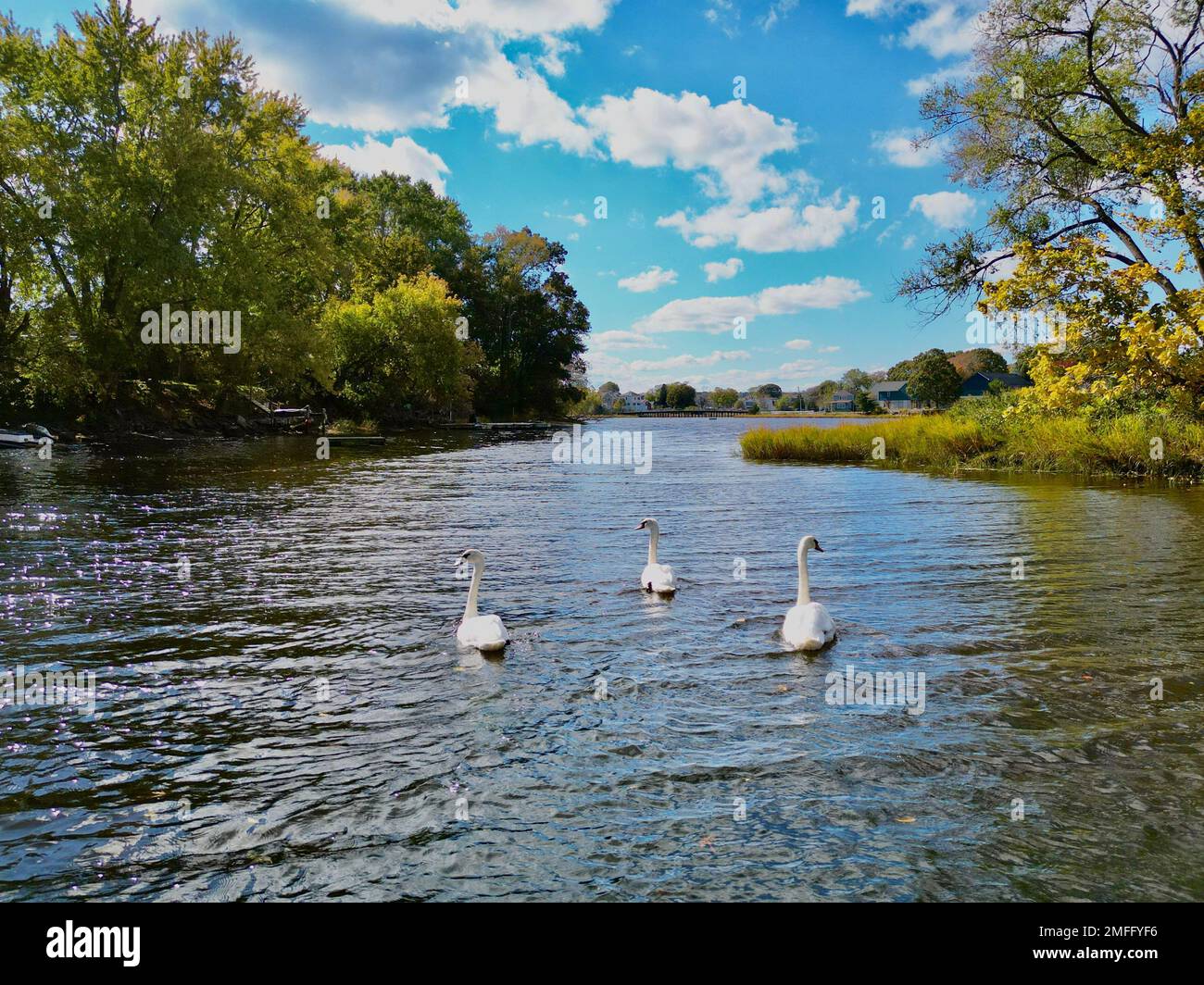 The beautiful white swans swimming in the calm water of a lake ...