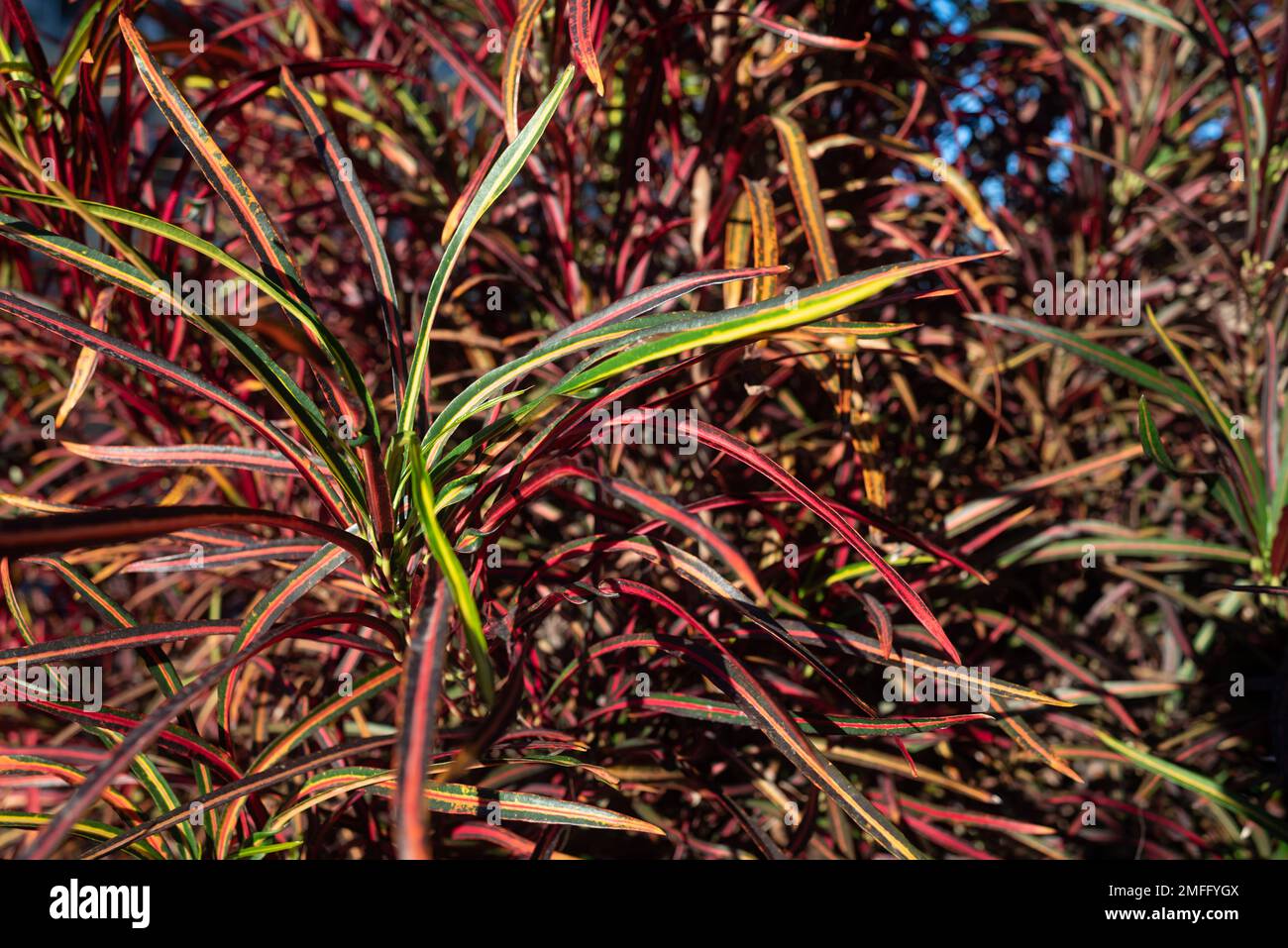 Fire croton or codiaeum variegatum closeup. Narrow leaves of Zanzibar