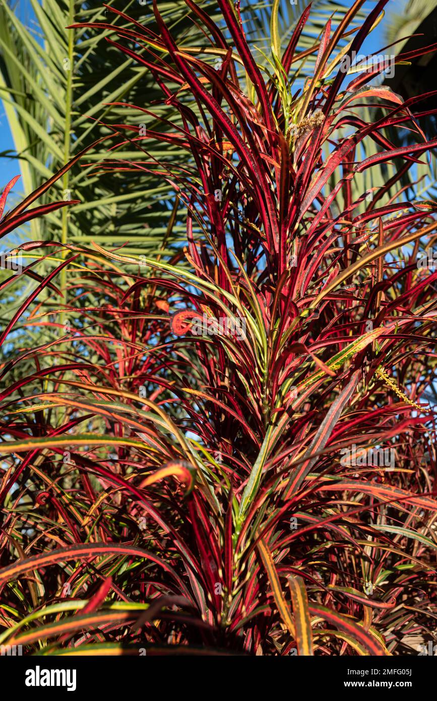 Fire croton or codiaeum variegatum closeup. Narrow leaves of Zanzibar