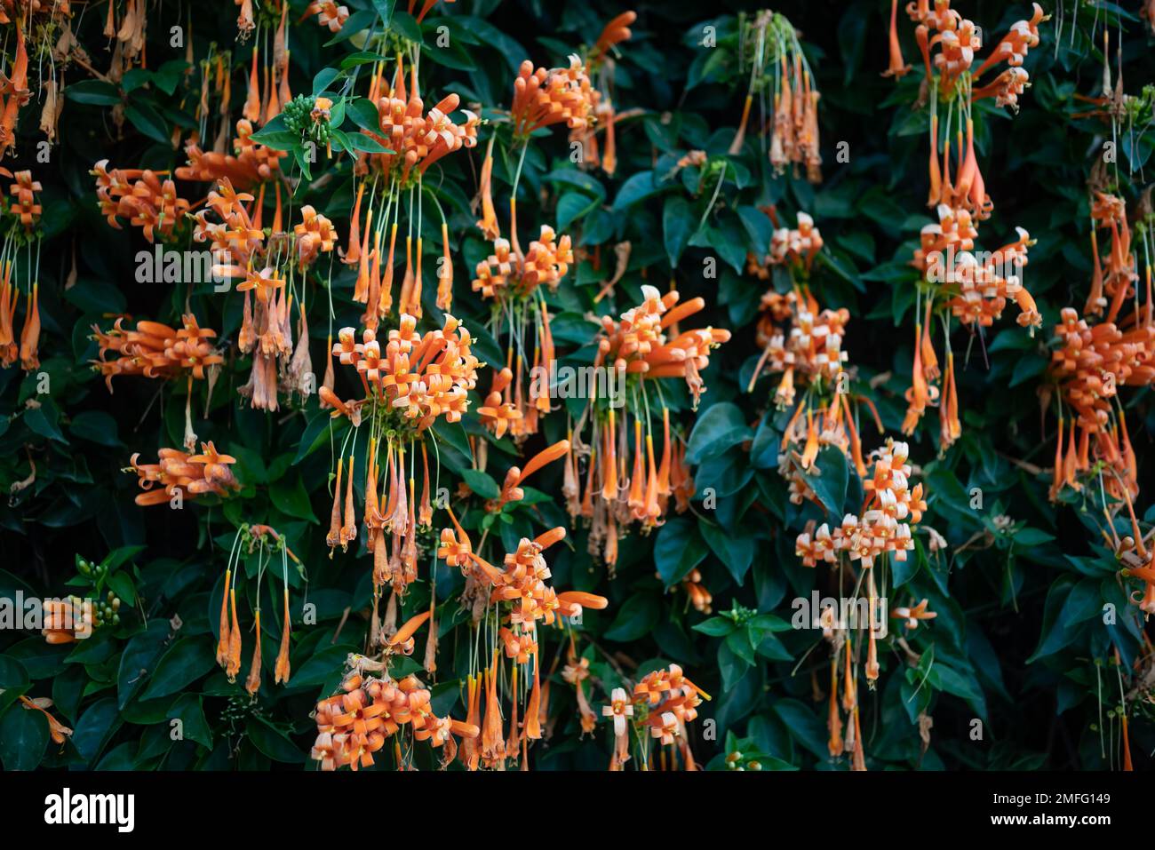Flamevine orange flowers wall. Green leaves and bright blossoms background Stock Photo