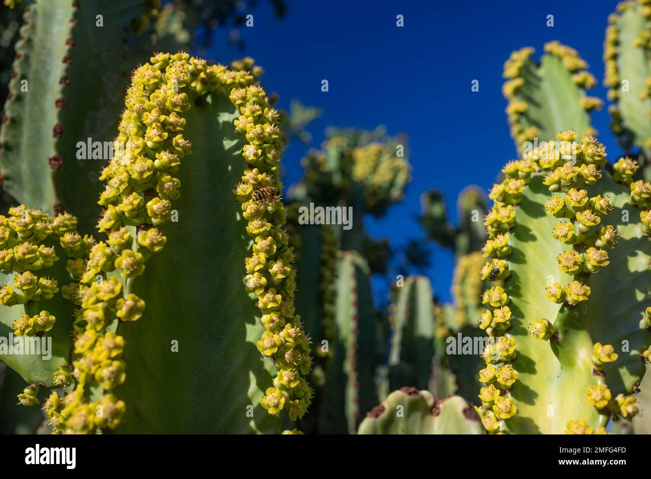 Closeup of bee pollinating yellow flowers of Canary island spurge on blue sky Stock Photo