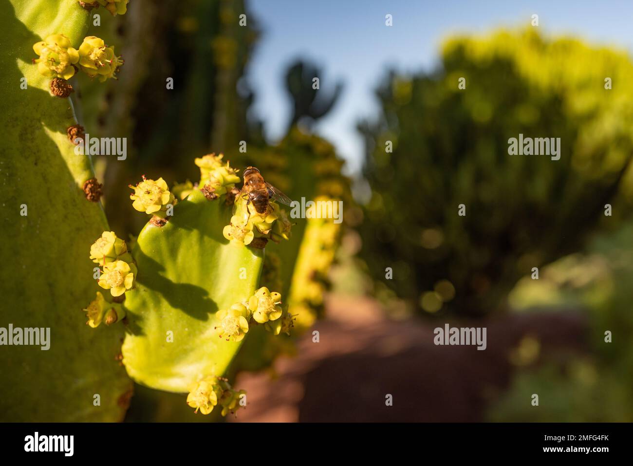 Closeup of bee pollinating yellow flowers of Canary island spurge on blue sky Stock Photo