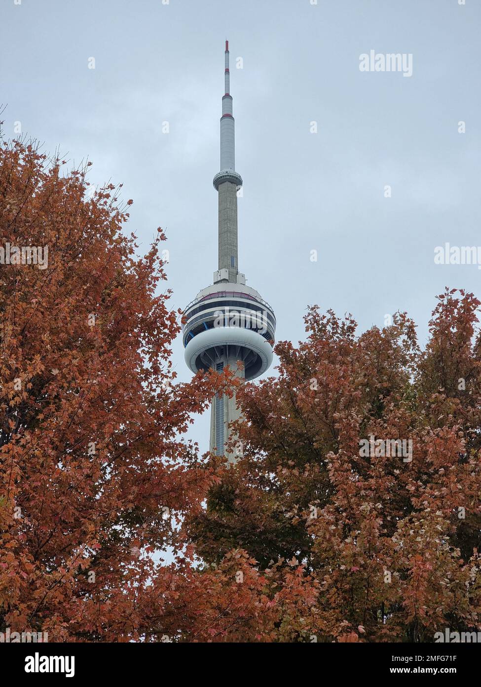 A tower building behind trees in Toronto Stock Photo - Alamy