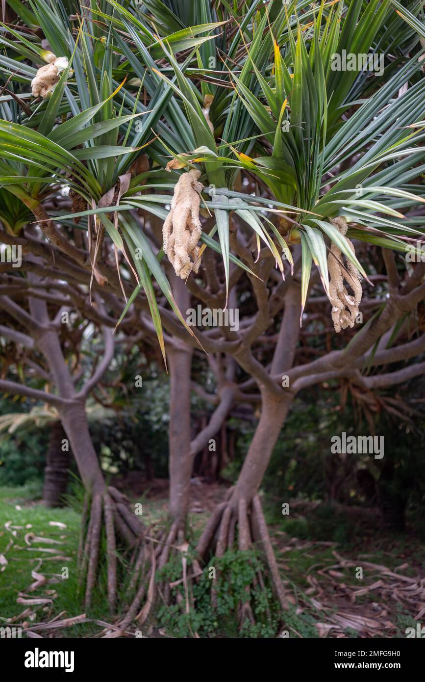 Unusual spiral flowers of common screwpine or pandanus utilis Bory