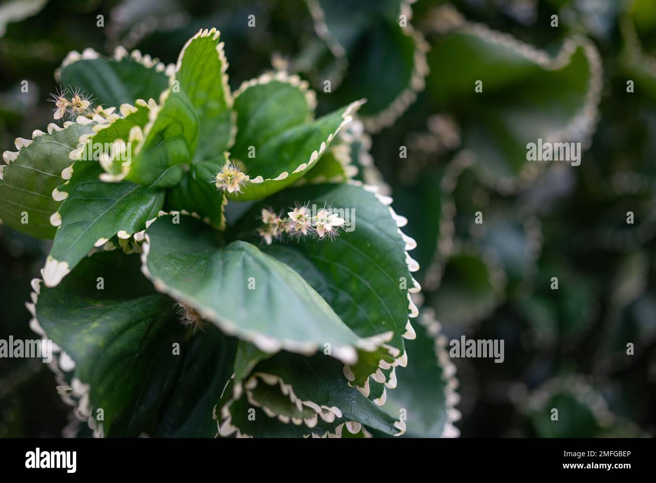 Mostly blurred variety of Copper leaf plant with white toothed edges and flower Stock Photo