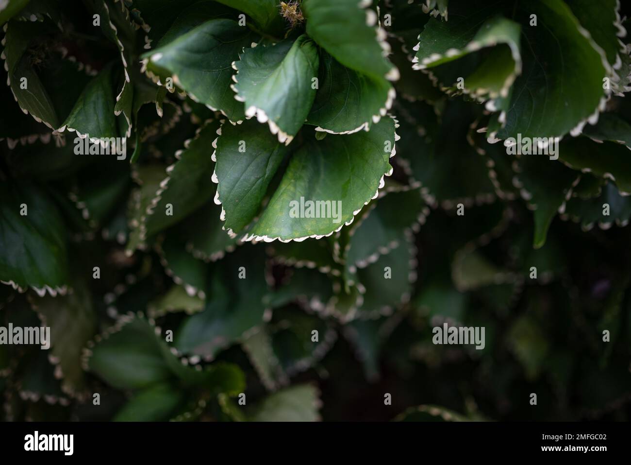 Mostly blurred unusual variety of Copper leaf plant with white toothed edges Stock Photo