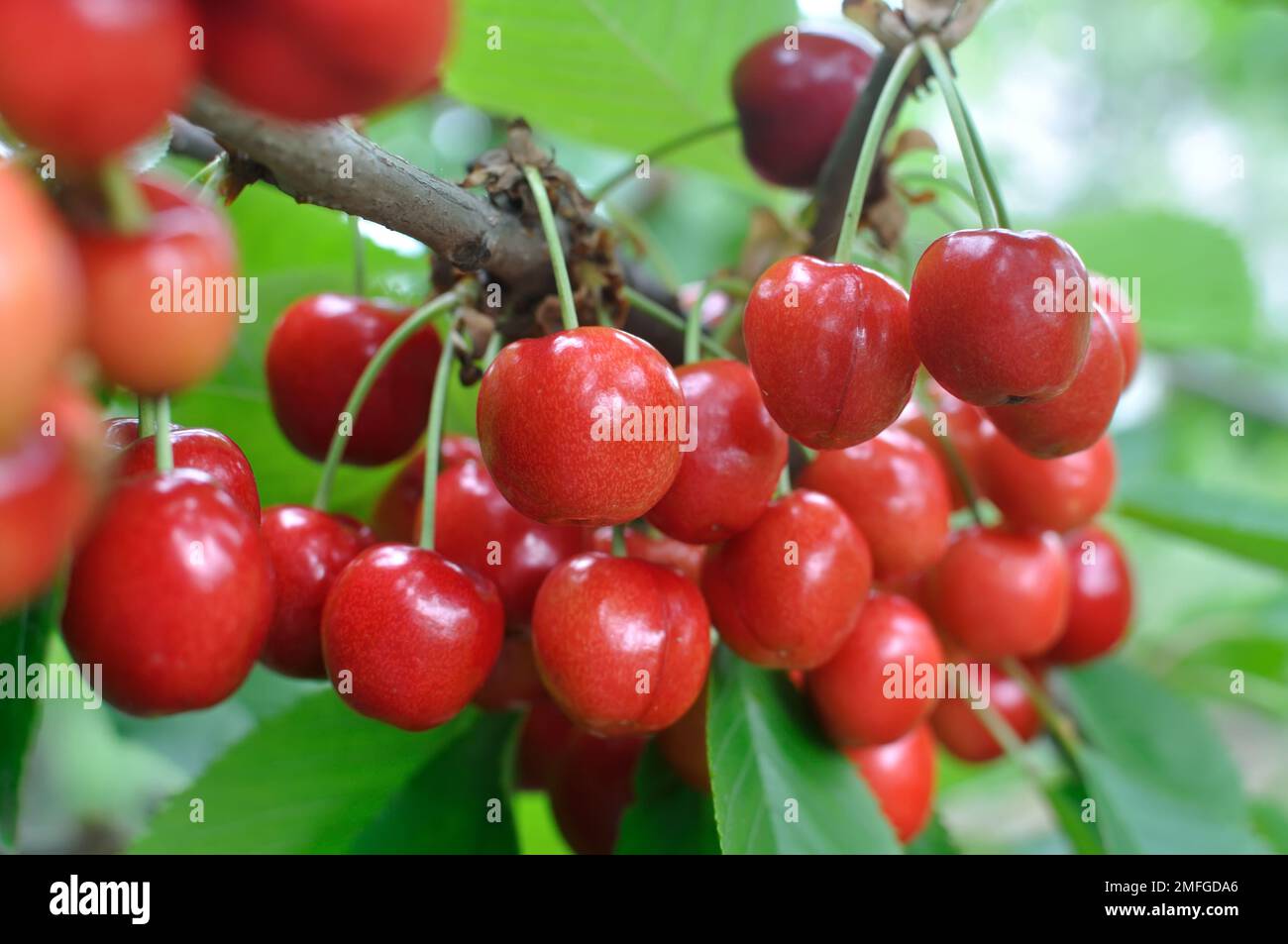 close-up of ripening sweet cherries on a tree in the garden Stock Photo